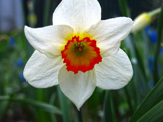 Fototapeta premium Narcissus blooms in the garden, a white flower with a yellow core