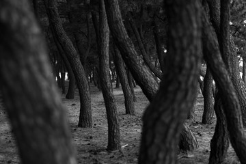 Pine tree curved by sea breeze