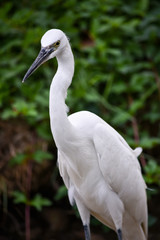 White heron walks slowly along the edge of the sidewalk at Lumpini Park in Bangkok