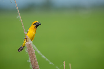 Asian golden weaver Male bird King of nesting birds