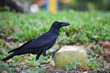 black raven crow pecks coconut lying on the ground