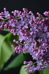 Obraz premium lilac flowers on the blackbackground