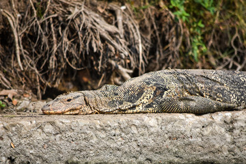 Large monitor lizard rests on a concrete stone near a lake