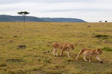 Afrika, Kenia, MasaiMara, Löwen, Paarungszeit, Wildness, Natur, LöwenPaar, Paar, Tiere