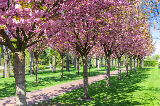 Sakura Cherry blossoming alley. Wonderful scenic rows of blooming cherry sakura trees and green grass in spring, Ukraine