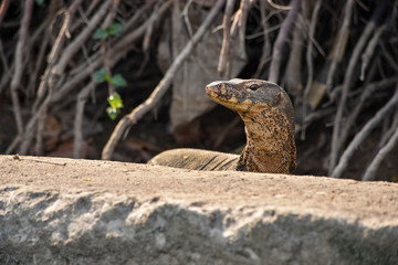 Large monitor lizard protrudes from the shelter and watches