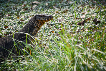 Large and beautiful monitor lizard walks in the park