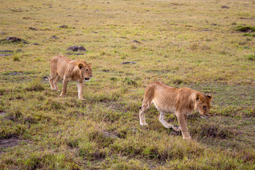 Afrika, Kenia, MasaiMara, Löwen, Paarungszeit, Wildness, Natur, LöwenPaar, Paar, Tiere