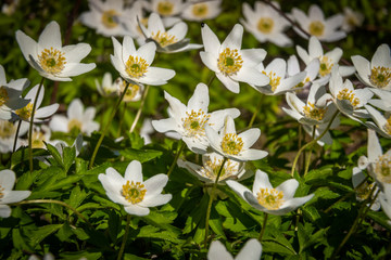 With the onset of spring heat, whole fields of white anemones appeared in forests and parks.