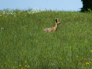 roebuck on a meadow in spring in Germany © hjschneider