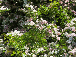 hawthorn blossom in spring in Germany