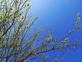 The sky and the newly opened leaves of the tree