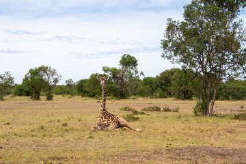 Giraffe Giraffenbaby Giraffenfamilie