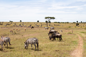 Fototapeta na wymiar Kenia, Tiersafari, Tiere, Nationalpark, Safari 