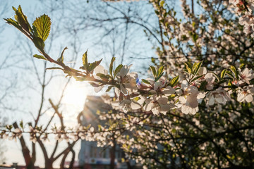 blooming cherry flowers close-up in the sunlight