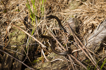 a pair of snakes in the swamp