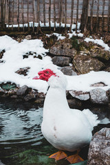 White domesticated Muscovy duck in snowy winter landscape.