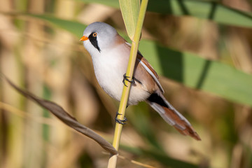 Bearded reedling, Panurus biarmicus on reed.