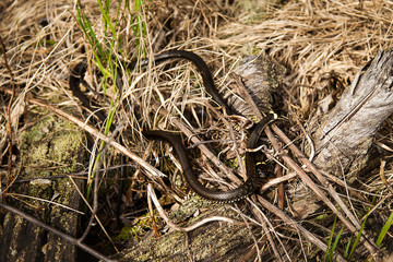 a pair of snakes in the swamp