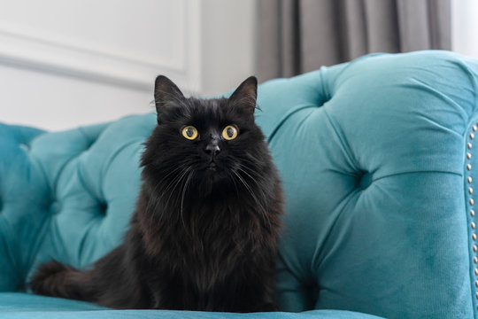 Black cat on a blue sofa close-up, long-haired pet, bright character of the cat, the owner of the house - Powered by Adobe