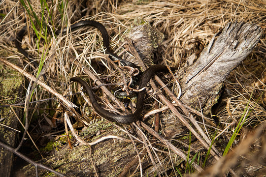 Merian Bilder Durchsuchen 559 Archivfotos, und Videos