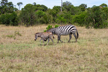 Fototapeta na wymiar Zebra Afrika Zebrababy Zebrakind