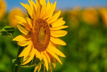 Sunflower over blurred field with blossom yellow flowers. Bright sun light. Sunflower field. Selective focus