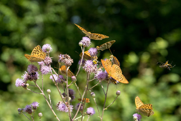 Argynnis paphia , kolorowe motyle © Manetho