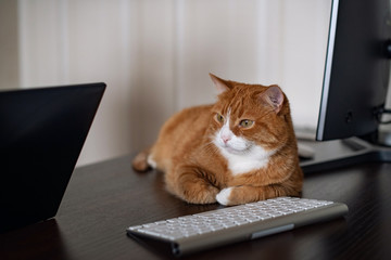 A red (ginger) cat lying on the computer desk. Home office workplace. A domestic cat is bothering when a person works from home. Remote workplace. Cat typing on keyboard