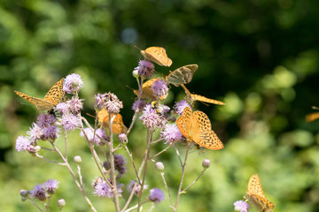 Argynnis paphia , kolorowe motyle