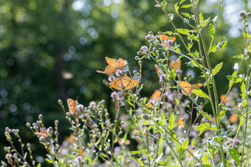 Argynnis paphia , kolorowe motyle © Manetho