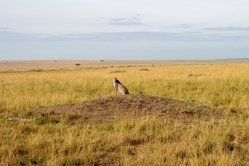 Naklejka na ściany i meble Afrika Kenya Kenia Masai Mara Cheata Leopard Wilderness Nationalpark Natur Wolken 