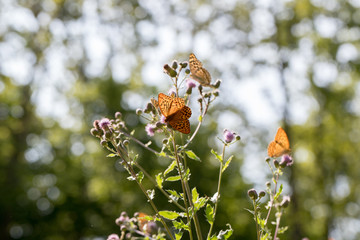 Argynnis paphia , kolorowe motyle © Manetho
