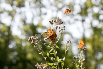 Argynnis paphia , kolorowe motyle