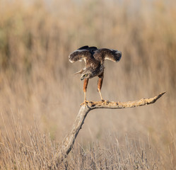 AGUILUCHO LAGUNERO