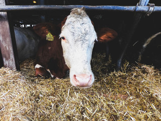 Humanely raised dairy cows. 