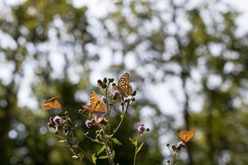 Argynnis paphia , kolorowe motyle © Manetho