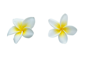 Fototapeta na wymiar Collection of Plumeria isolated on white background. Nature pattern of blossoming color exotic Frangipani flower, Close up of Plumeria or Frangipani.
