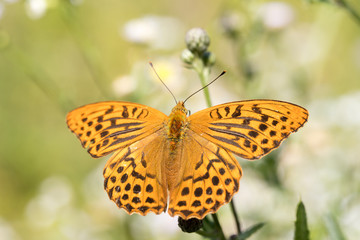 Argynnis paphia , kolorowy motyl