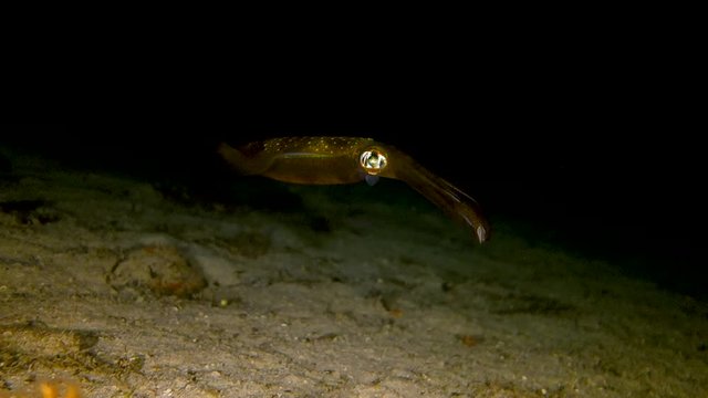 Reef Squid Swimming At Night