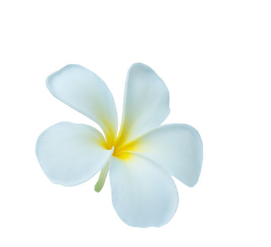 Plumeria isolated on white background. Nature pattern of blossoming color exotic Frangipani flower, Close up of Plumeria or Frangipani