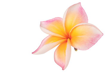 Obraz na płótnie Canvas Plumeria isolated on white background. Nature pattern of blossoming color exotic Frangipani flower, Close up of Plumeria or Frangipani .