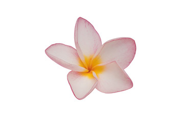 Obraz na płótnie Canvas Plumeria isolated on white background. Nature pattern of blossoming color exotic Frangipani flower, Close up of Plumeria or Frangipani