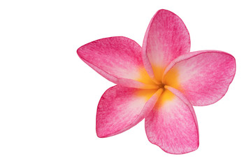 Pink Plumeria isolated on white background. Nature pattern of blossoming color exotic Frangipani flower, Close up of Plumeria or Frangipani