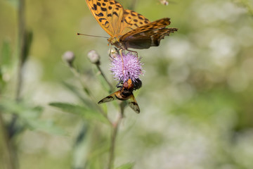 Argynnis paphia , kolorowy motyl