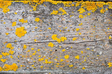 Old wood covered with leafy foliose lichens. Wood damages and treatment concept