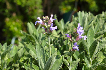 Pianta di salvia fiorita. Erba aromatica utilizzata in cucina .