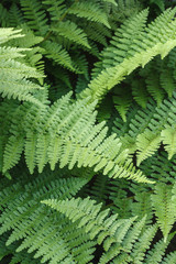 Fototapeta na wymiar Ferns leaf detail in a UK garden, wood fern Dryopteris Filix-mas