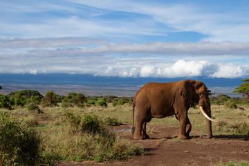 Fototapeta na wymiar Elefant Kenia Amboseli 