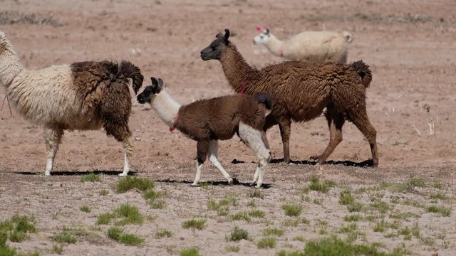 Llamas (Lama glama) walk on the Bolivian dry land and forage rare grass
